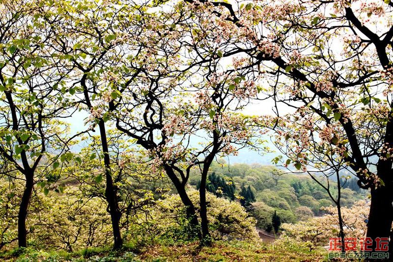 家乡桐花开（组图）插图1