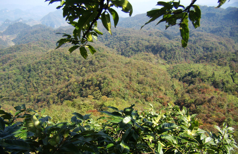 顶箐山风景独好，务本堂神韵依然——走遍正安活动第二十一期纪行插图59
