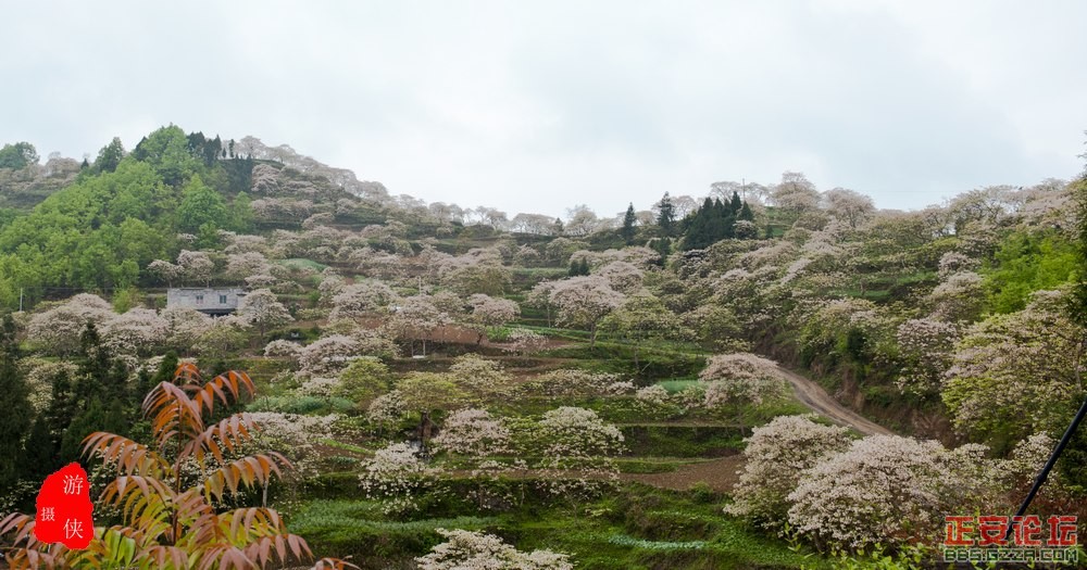 十里桐花插图1
