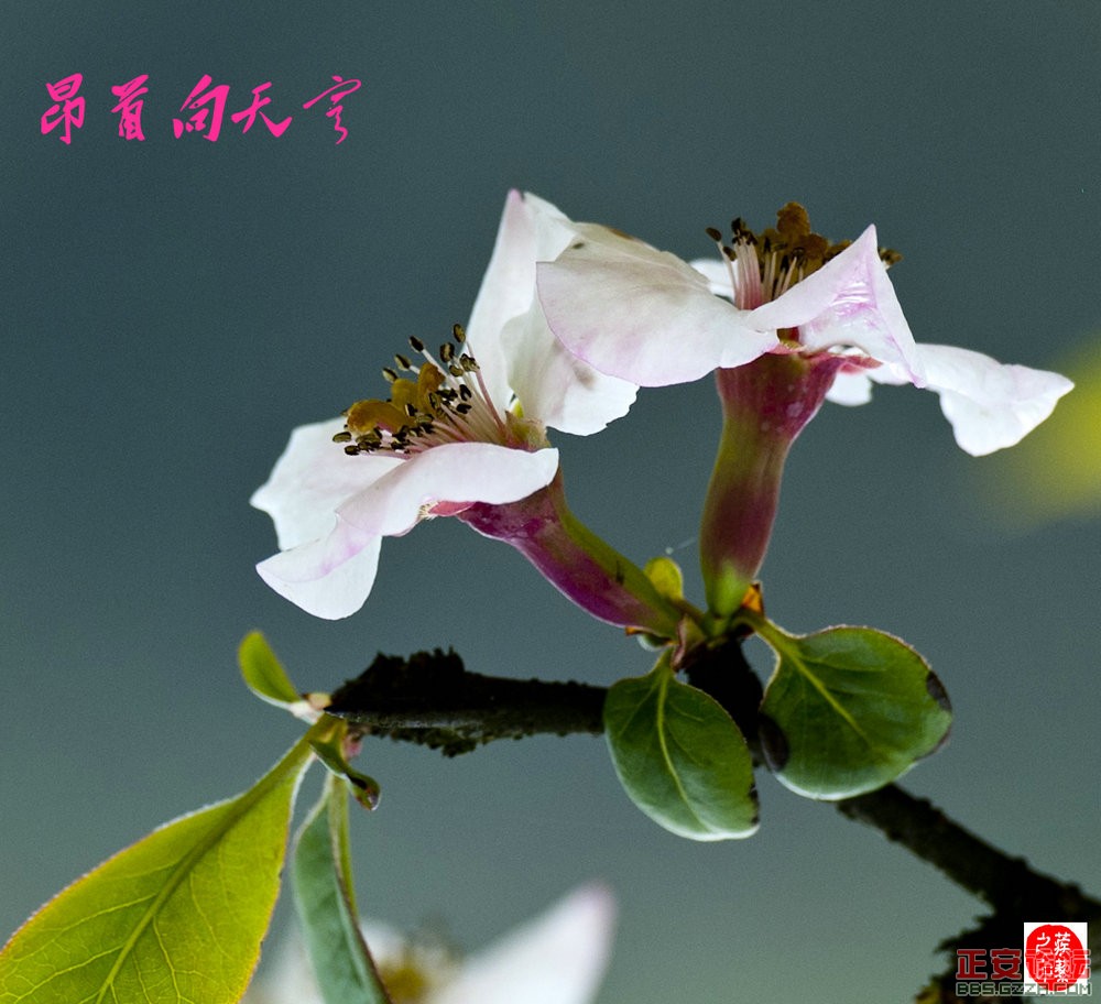 留住春天的脚步  追寻木瓜的风采——行摄新州木瓜基地插图8