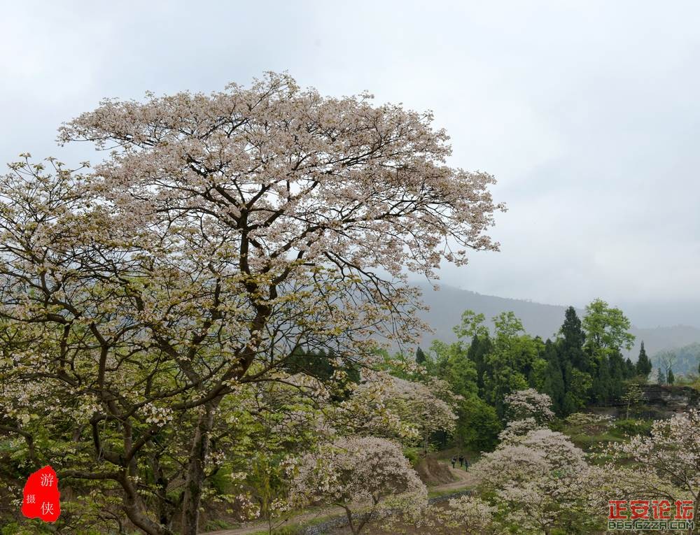 十里桐花插图4