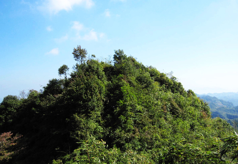 顶箐山风景独好，务本堂神韵依然——走遍正安活动第二十一期纪行插图60