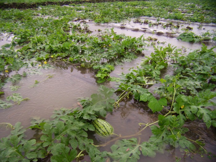 2010.7.9正安大暴雨后图片集插图17