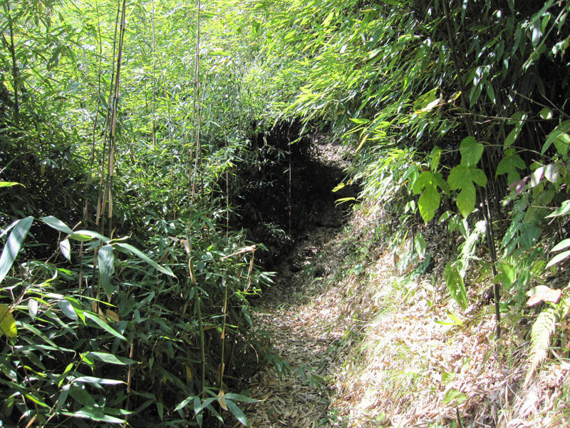 顶箐山风景独好，务本堂神韵依然——走遍正安活动第二十一期纪行插图61