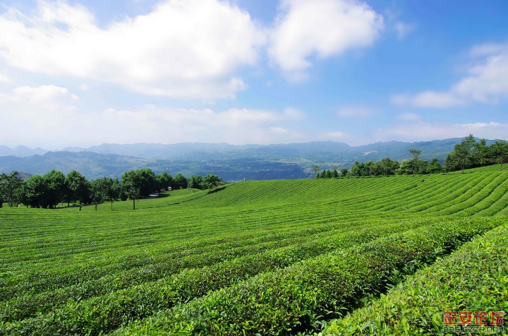 独特的石笋峰，桴焉葱翠的茶山插图7