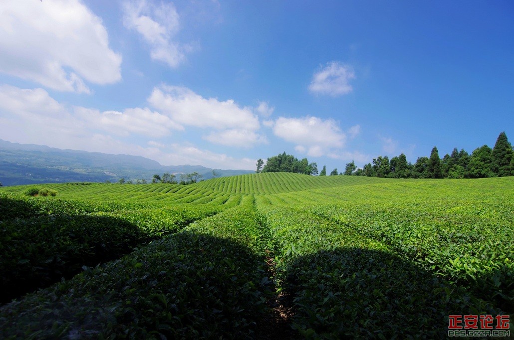 独特的石笋峰，桴焉葱翠的茶山插图12