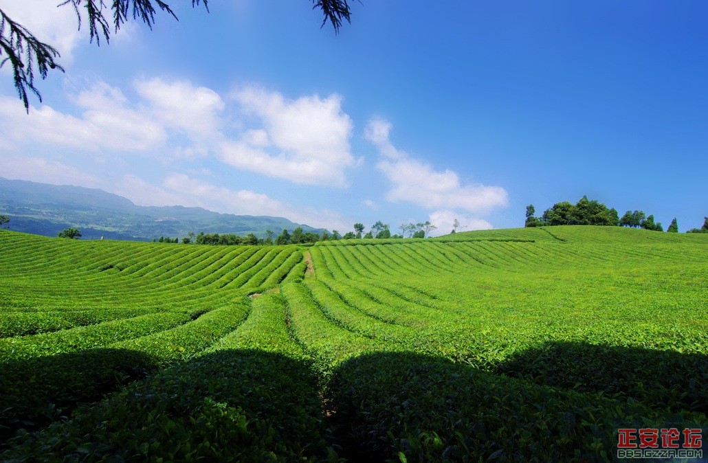 独特的石笋峰，桴焉葱翠的茶山插图10