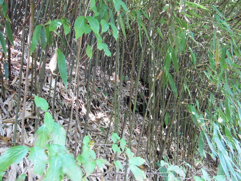 顶箐山风景独好，务本堂神韵依然——走遍正安活动第二十一期纪行插图62