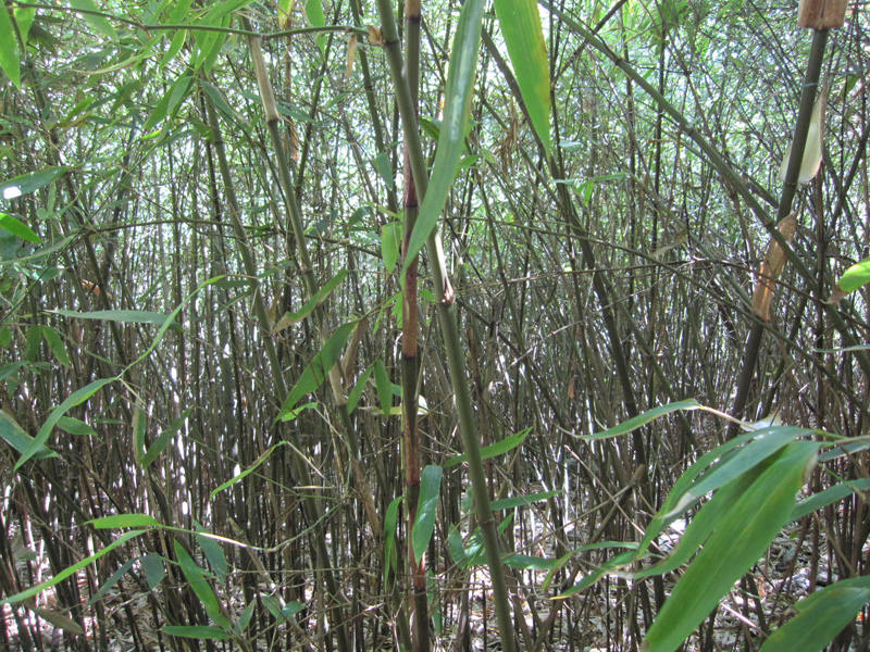 顶箐山风景独好，务本堂神韵依然——走遍正安活动第二十一期纪行插图63