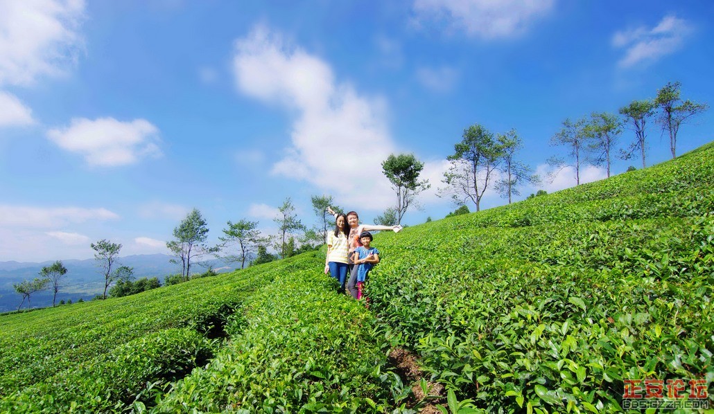 独特的石笋峰，桴焉葱翠的茶山插图11