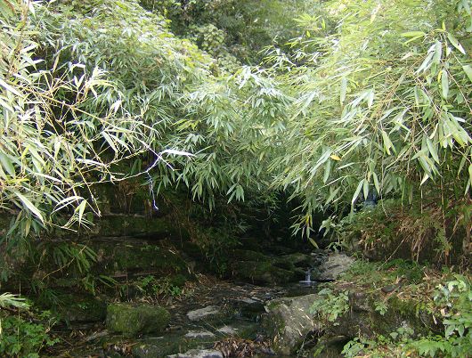 老朱狼狈登绝顶，七贤恣意穿竹林插图19