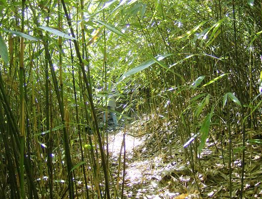 老朱狼狈登绝顶，七贤恣意穿竹林插图30