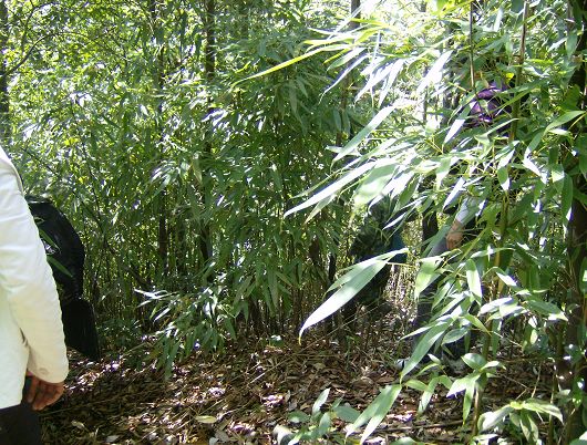 老朱狼狈登绝顶，七贤恣意穿竹林插图41