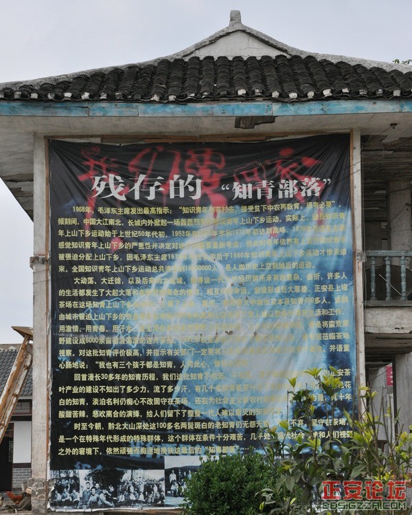 昔日上坝茶场 今日正安天赐插图5
