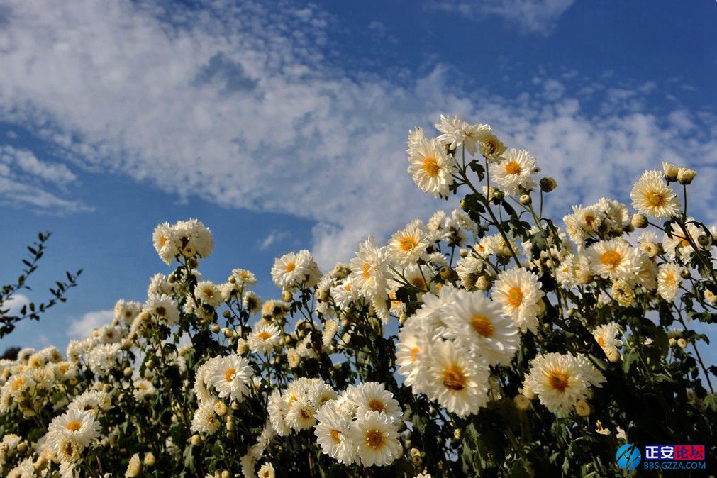 正安药菊基地掠影插图3