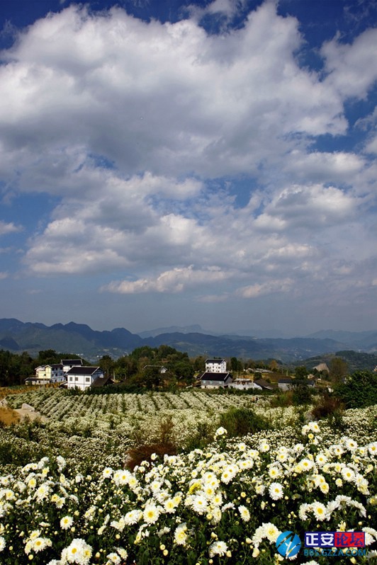 正安药菊基地掠影插图6