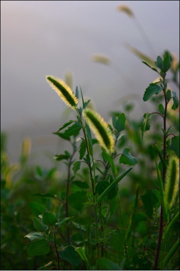 家在梨垭 狗尾草的初秋.jpg