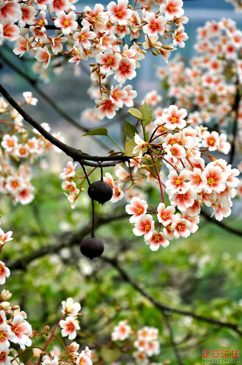 家乡桐花开插图7