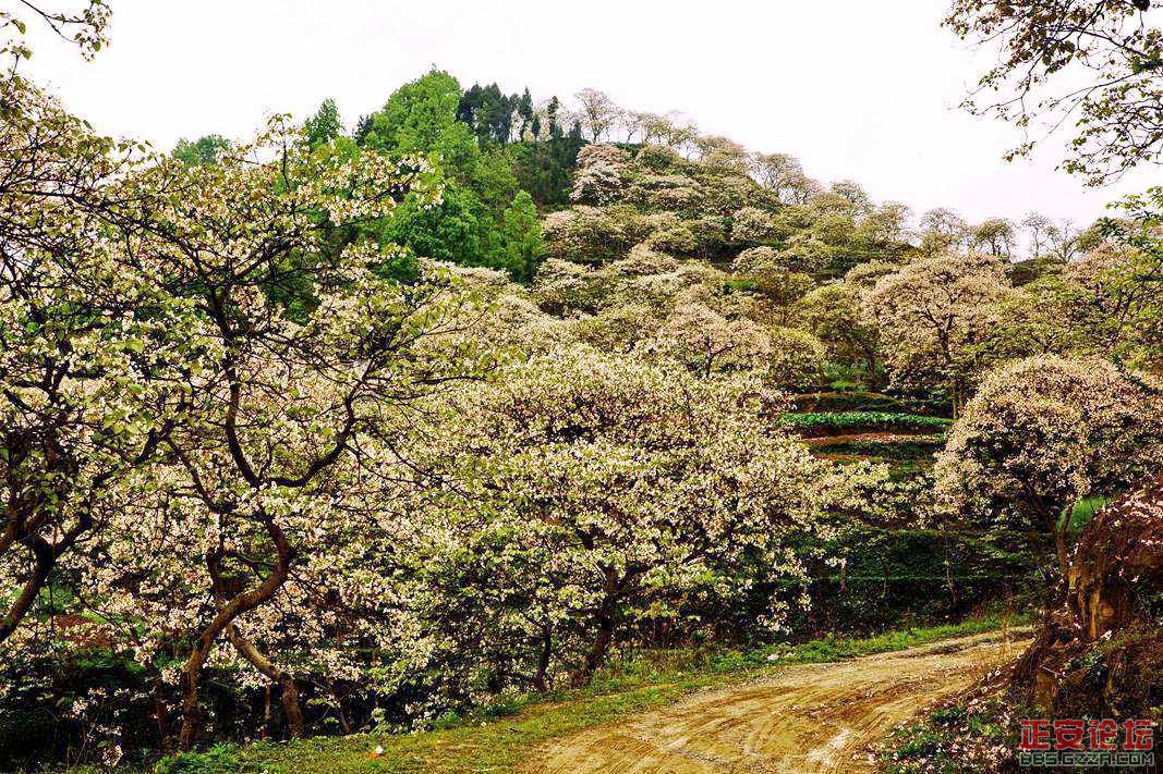 夜来风雨声 花落知多少 (桐乡小景)插图5