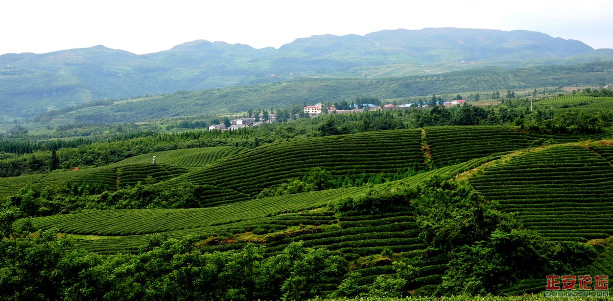 青山绿波荡 茶园飘清香——正安上坝知青茶场插图17
