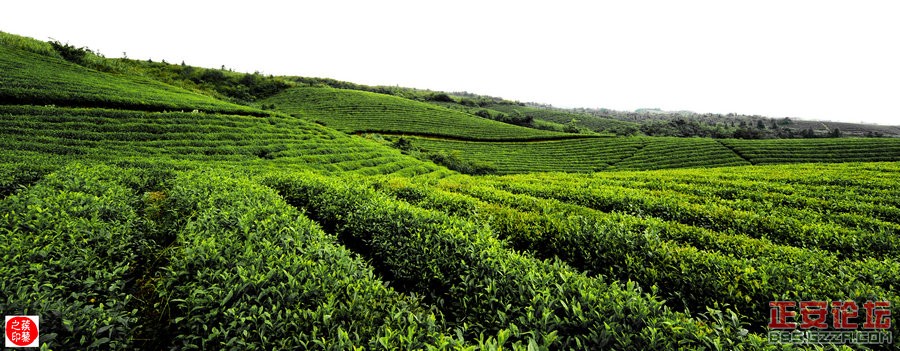 青山绿波荡 茶园飘清香——正安上坝知青茶场插图1