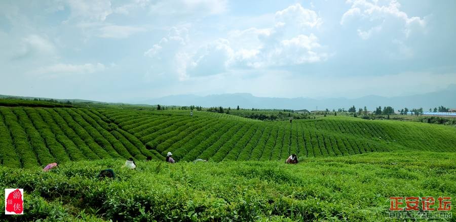 青山绿波荡 茶园飘清香——正安上坝知青茶场插图12