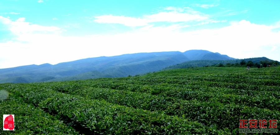 青山绿波荡 茶园飘清香——正安上坝知青茶场插图9