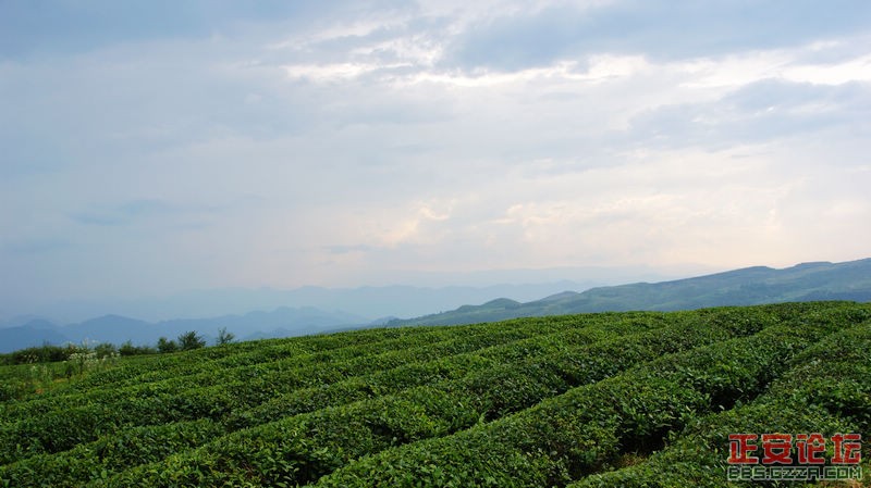 青山绿波荡 茶园飘清香——正安上坝知青茶场插图7