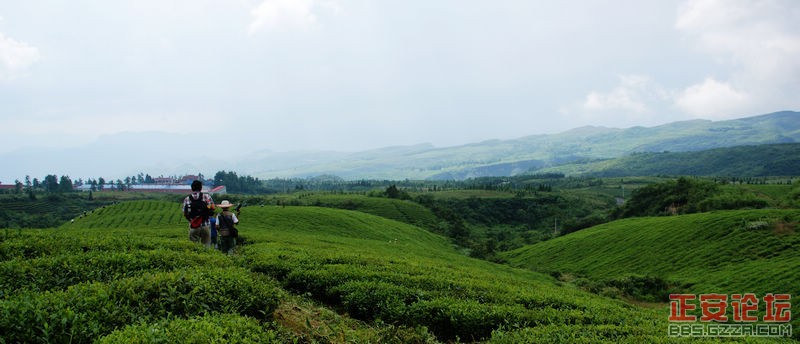 青山绿波荡 茶园飘清香——正安上坝知青茶场插图8