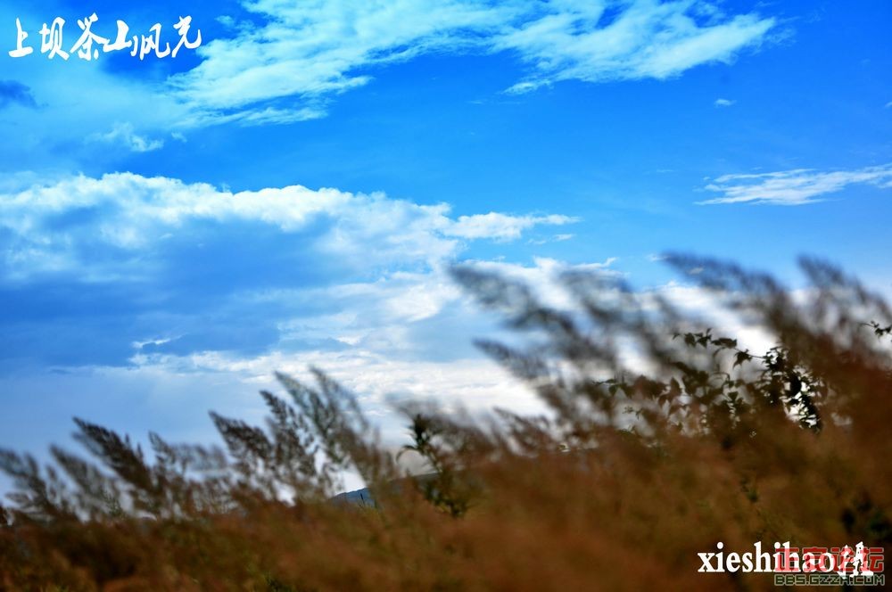 青山绿波荡 茶园飘清香——正安上坝知青茶场插图15