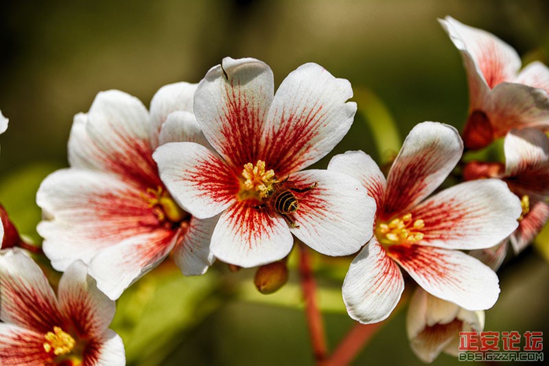 又是一年桐花开插图4