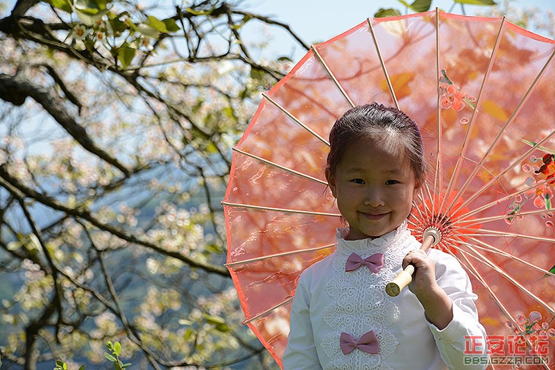 又是一年桐花开插图5