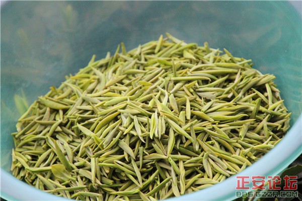 清明茶山好风光插图1