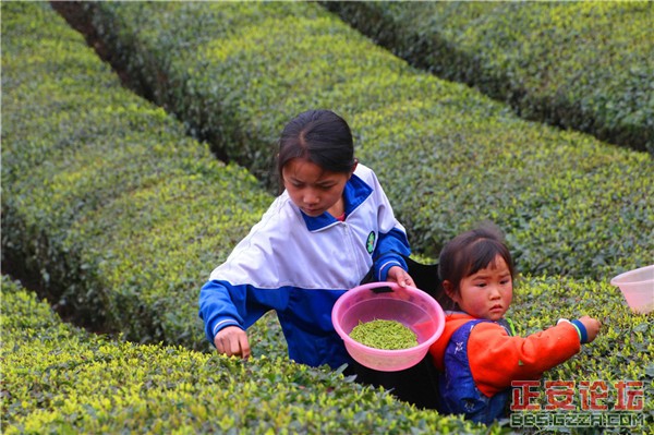 清明茶山好风光插图7