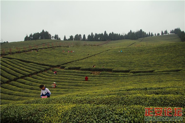 清明茶山好风光插图8
