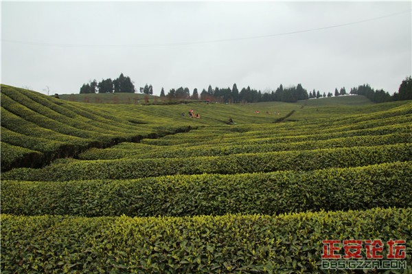清明茶山好风光插图2