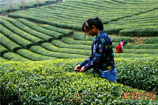 清明茶山好风光插图6