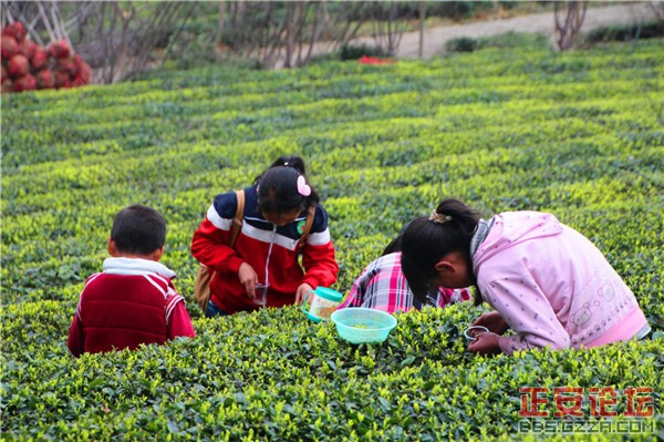 清明茶山好风光插图5