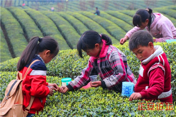 清明茶山好风光插图3