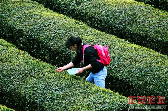 清明茶山好风光插图4