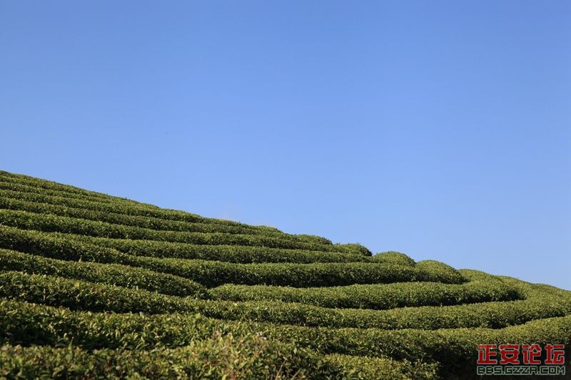 贵州正安上坝知青茶场避暑游插图12