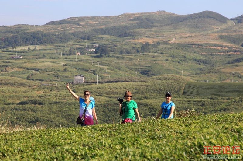 贵州正安上坝知青茶场避暑游插图13