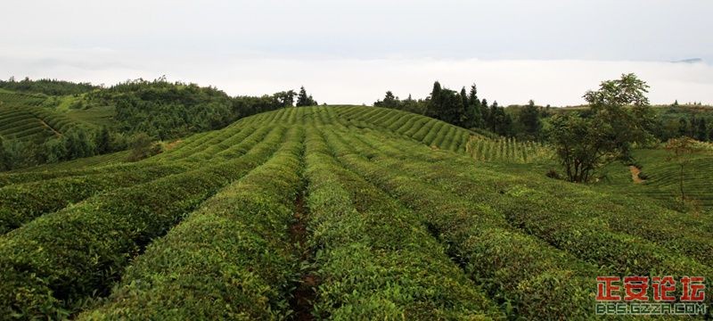 贵州正安上坝知青茶场避暑游插图31
