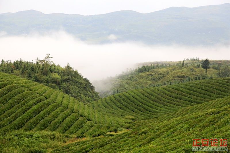 贵州正安上坝知青茶场避暑游插图32