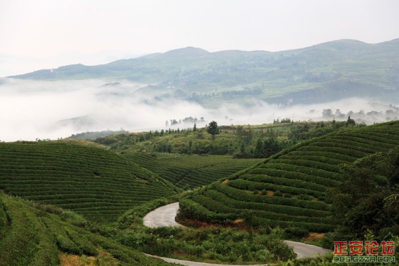 贵州正安上坝知青茶场避暑游插图34
