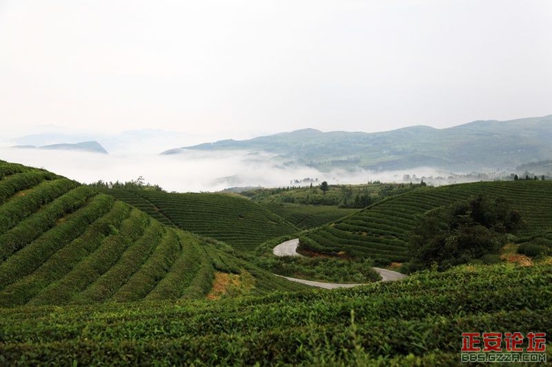 贵州正安上坝知青茶场避暑游插图33