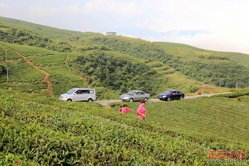 贵州正安上坝知青茶场避暑游插图35