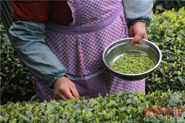 清明茶山好风光插图9
