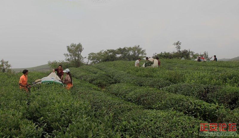 贵州正安上坝知青茶场避暑游插图37