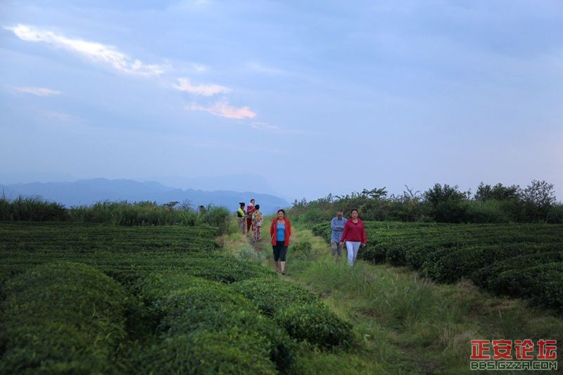 贵州正安上坝知青茶场避暑游插图41